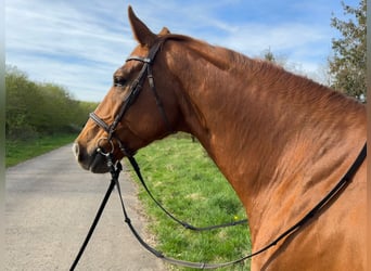 Rhinelander, Gelding, 8 years, 16.3 hh, Chestnut-Red