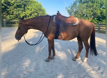 Rheinländer, Wallach, 8 Jahre, 16,3 hh, Fuchs