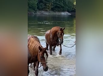 Rheinländer, Wallach, 8 Jahre, 16,3 hh, Fuchs