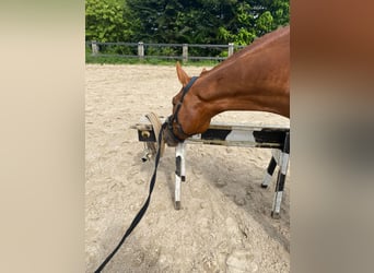 Rhinelander, Gelding, 8 years, 16,3 hh, Chestnut-Red