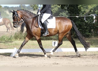 Rhinelander, Gelding, 8 years, 16 hh, Brown