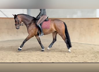 Rhinelander, Gelding, 8 years, 16 hh, Brown