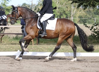 Rhinelander, Gelding, 8 years, 16 hh, Brown
