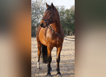 Rhinelander, Gelding, 8 years, 16,3 hh, Brown