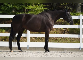 Rheinländer, Wallach, 8 Jahre, 17,1 hh, Rappe