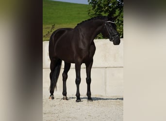 Rheinländer, Wallach, 8 Jahre, 17,1 hh, Rappe