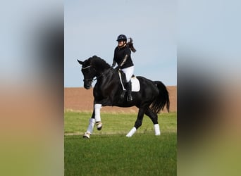 Rheinländer, Wallach, 8 Jahre, 17,1 hh, Rappe