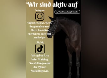 Rheinländer, Wallach, 8 Jahre, 17,1 hh, Rappe