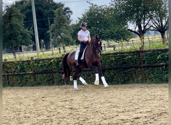 Rhinelander, Gelding, 8 years, 17,1 hh, Chestnut