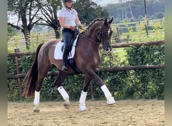 Rhinelander, Gelding, 8 years, 17,1 hh, Chestnut