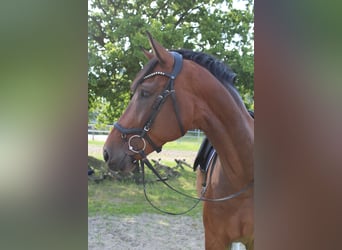 Rhinelander, Gelding, 8 years, 17 hh, Bay-Dark