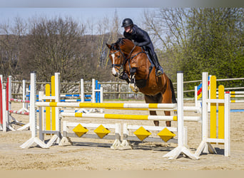 Rhinelander, Gelding, 9 years, 16 hh, Brown