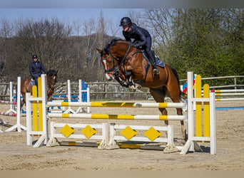 Rhinelander, Gelding, 9 years, 16 hh, Brown