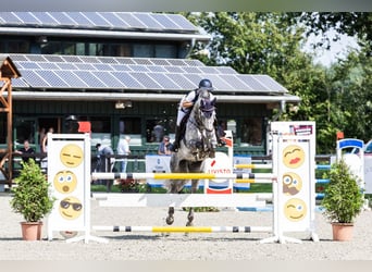 Rhinelander, Gelding, 9 years, 16,1 hh, Grey-Dapple