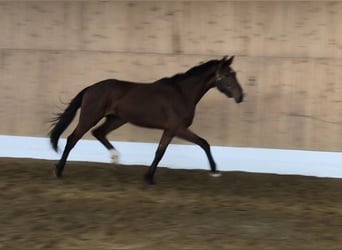 Rhinelander-häst, Hingst, 2 år, 152 cm, Brun