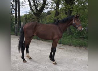 Rhinelander-häst, Hingst, 2 år, 152 cm, Brun