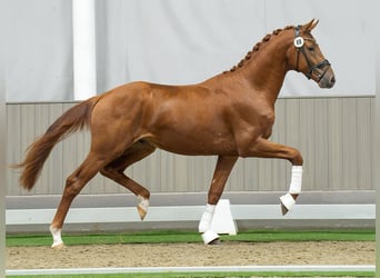 Rhinelander-häst, Hingst, 2 år, fux