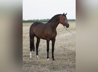 Rheinländer, Hengst, 3 Jahre, 167 cm, Buckskin