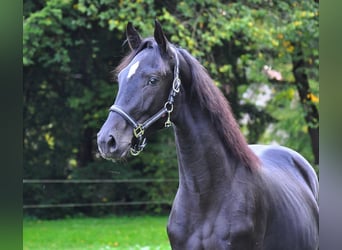 Rhinelander-häst, Hingst, 3 år, Svart