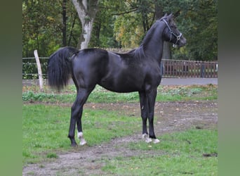 Rhinelander-häst, Hingst, 3 år, Svart