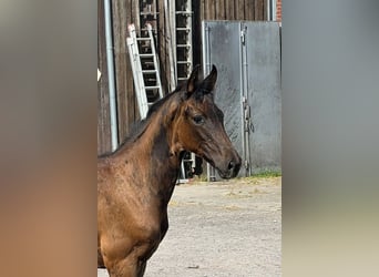 Rhinelander-häst, Hingst, Föl (04/2024), 172 cm, Brun