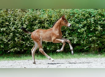 Rhinelander-häst, Hingst, Föl (01/2024), Brun