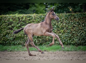 Rhinelander-häst, Hingst, Föl (01/2023), Svart