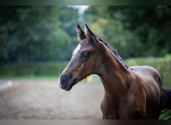 Rhinelander-häst, Hingst, Föl (01/2023), Svart