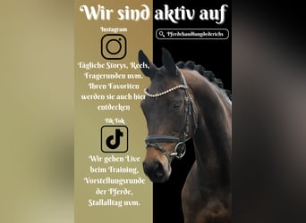 Rhinelander-häst, Sto, 11 år, 164 cm, Rökfärgad svart