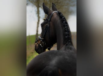 Rhinelander-häst, Sto, 11 år, 164 cm, Rökfärgad svart
