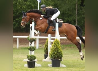 Rhinelander-häst, Sto, 11 år, 165 cm, Brun