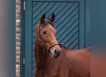 Rhinelander-häst, Sto, 12 år, 169 cm, Brun