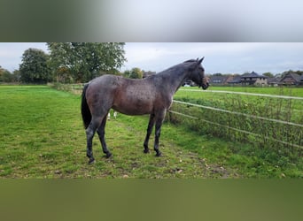 Rheinländer, Stute, 12 Jahre, 169 cm, Roan-Blue