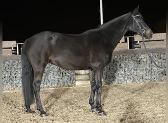 Rhinelander-häst, Sto, 14 år, 164 cm, Svart