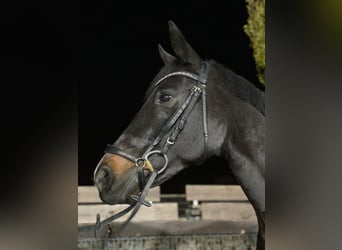 Rhinelander-häst, Sto, 14 år, 164 cm, Svart