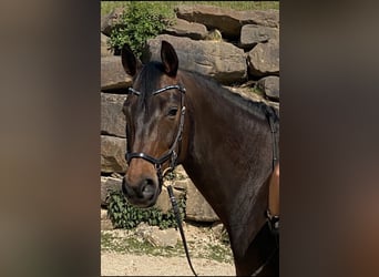 Rhinelander-häst, Sto, 14 år, 166 cm, Brun