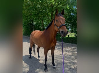 Rhinelander-häst, Sto, 14 år, 170 cm, Brun