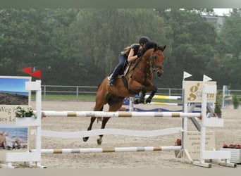 Rhinelander-häst, Sto, 14 år, 170 cm, Brun