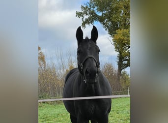 Rhinelander-häst, Sto, 14 år, 170 cm, Mörkbrun