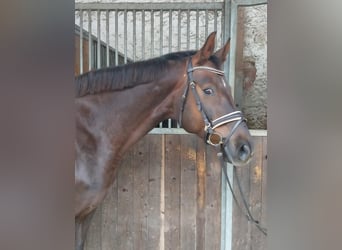 Rhinelander-häst, Sto, 15 år, 164 cm, Fux
