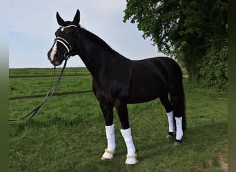 Rhinelander-häst, Sto, 17 år, 163 cm, Svart