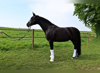 Rhinelander-häst, Sto, 17 år, 163 cm, Svart
