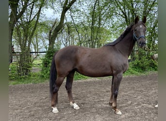 Rhinelander-häst, Sto, 17 år, 165 cm, Fux