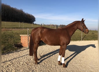 Rhinelander-häst, Sto, 17 år, 174 cm, fux