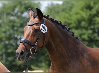 Rhinelander-häst, Sto, 19 år, 166 cm, Brun