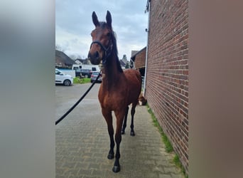 Rhinelander-häst, Sto, 2 år, 168 cm, Brun