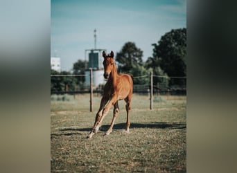 Rhinelander-häst, Sto, 2 år, 168 cm, Brun