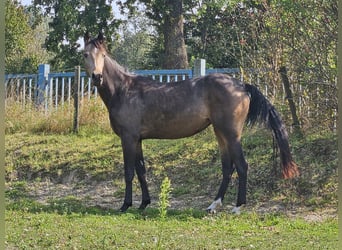 Rhinelander-häst, Sto, 3 år, 156 cm, Gulbrun