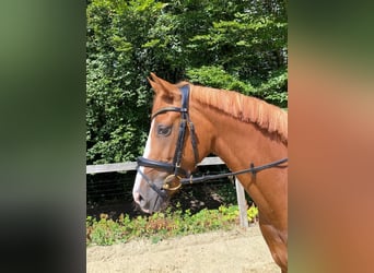 Rhinelander-häst, Sto, 3 år, 167 cm, fux