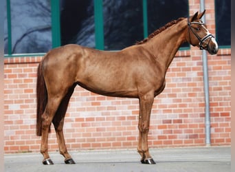 Rhinelander-häst, Sto, 3 år, 169 cm, fux